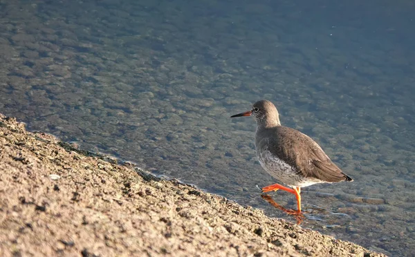 Nahaufnahme Eines Rotschenkels Der Einem Sonnigen Tag Ufer Eines Sees — Stockfoto