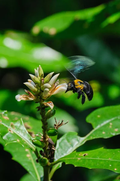 Vertical Shot Bumblebee Pollinating Alpinia Officinarum Flower — Stock Photo, Image