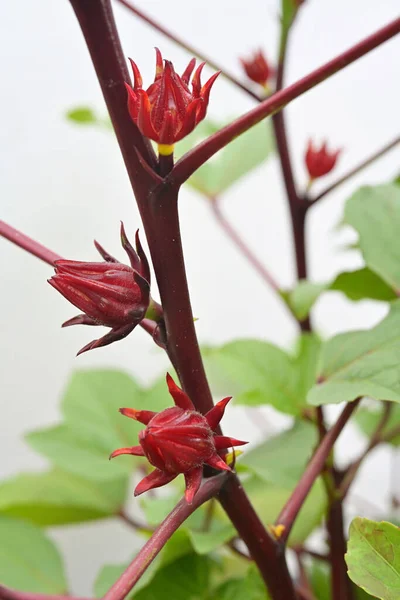 Los Cálices Rojos Planta Roselle Hibiscus Sabdariffa Pueden Infundirse Una —  Fotos de Stock