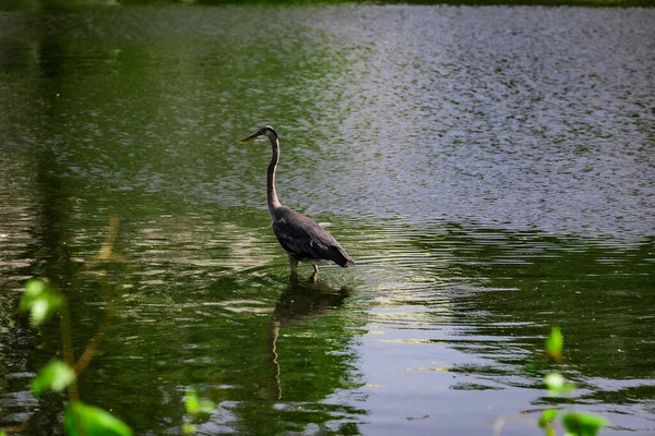 Scenic View Heron Standing Water Forest — Stock Photo, Image