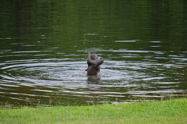 Nahaufnahme Von Zwei Fischottern Die Teich Kämpfen — Stockfoto