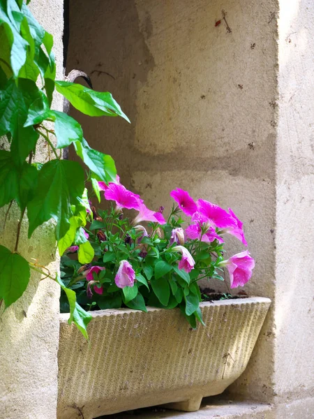Belle Photo Une Fenêtre Avec Pot Fleurs Violettes — Photo