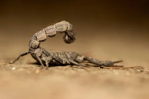 Een Close Shot Van Een Kleine Gevaarlijke Schorpioen Een Wazige — Stockfoto