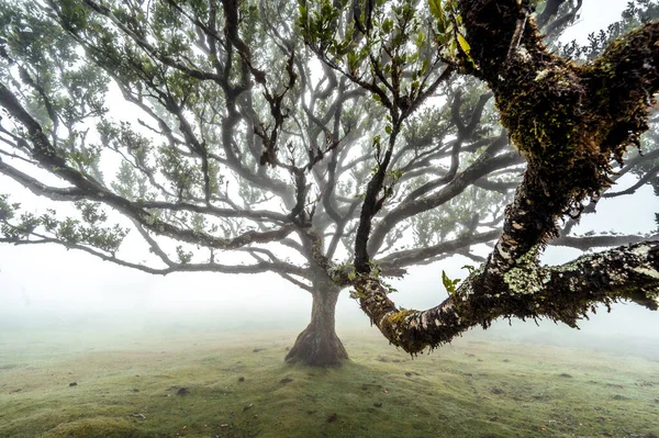Ein Schöner Blick Auf Den Baum Nebligen Wald — Stockfoto