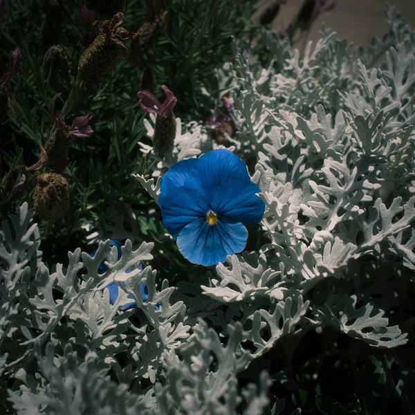 Μια Κορυφαία Θέα Ενός Γαλάζιου Λουλουδιού Κήπου Που Περιβάλλεται Από — Φωτογραφία Αρχείου