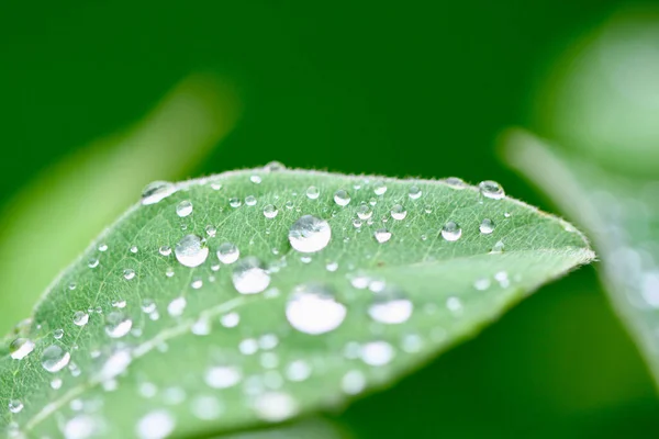 Das Grüne Blatt Mit Tropfen — Stockfoto