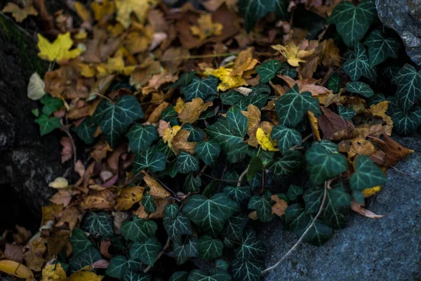 Красивый Снимок Плюща Покрытого Оранжевыми Желтыми Листьями Осенью — стоковое фото