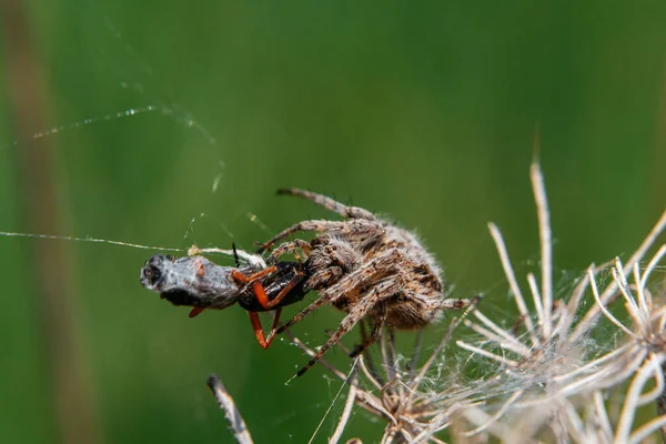 Selektiivinen Tarkennus Laukaus Hämähäkki Syö Bug Sen Luonnollisessa Ympäristössä — kuvapankkivalokuva