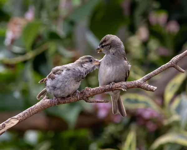Dvojice Obyčejných Vrabčích Ptáků Usazených Dřevěné Větvi — Stock fotografie