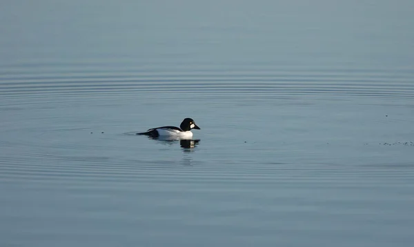 金眼鸭在平静的湖面上反射出来的金眼鸭的特写 — 图库照片