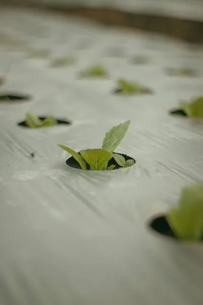 緑の植物の成長の選択的焦点ショット — ストック写真