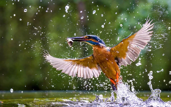 Soft Focus Male Kingfisher Successful Hunt Small Fish River — Stock Photo, Image