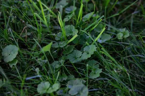 Eine Nahaufnahme Von Grünem Gras Mit Kleeblättern — Stockfoto