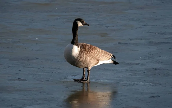 Une Bernache Canada Sur Lac Gelé — Photo