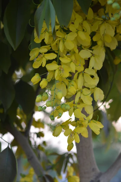 Vertical Closeup Shot Beautiful Cassia Fistula Blooming Garden — Stock Photo, Image