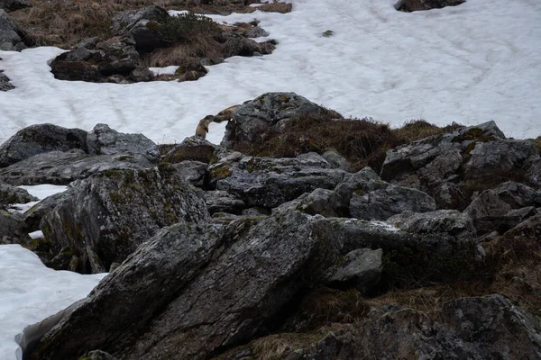Primer Plano Rocas Nieve Sucia Invierno —  Fotos de Stock