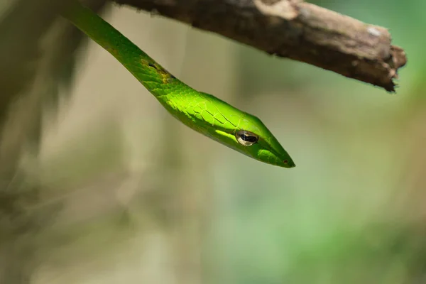 Primo Piano Una Testa Serpente Verde Ramo Albero — Foto Stock