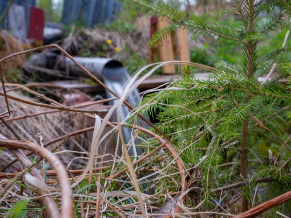 Gros Plan Sapin Branches Avec Eau Qui Coule Des Tuyaux — Photo