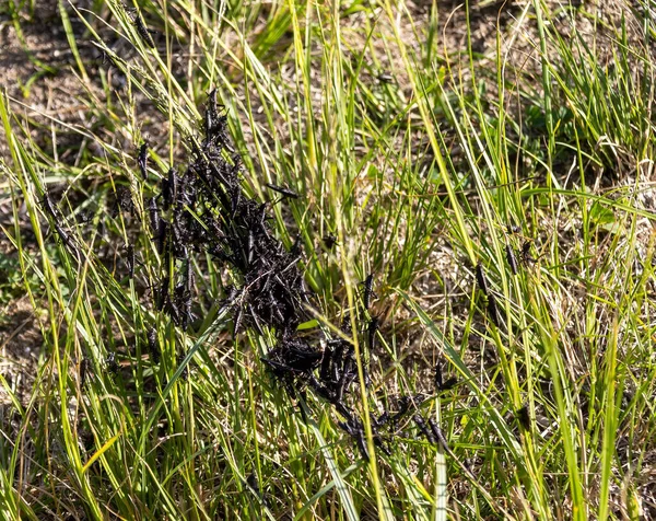 新生児の群れが緑の草の上にイナゴ — ストック写真