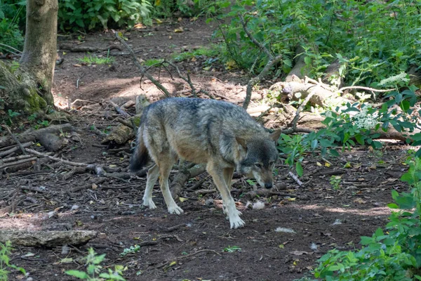 Lobo Gris Europeo Caminando Por Bosque Sombra — Foto de Stock