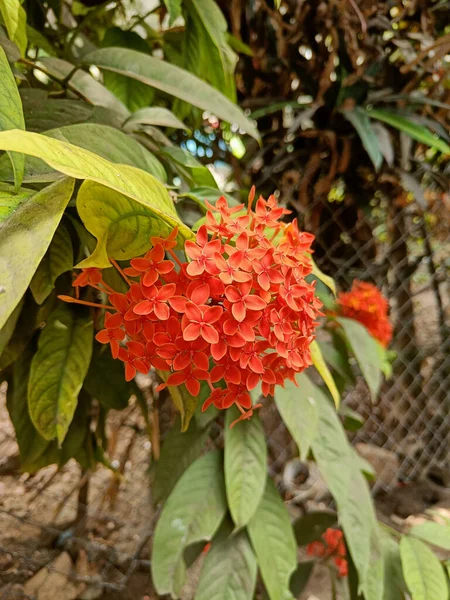 Plano Vertical Una Flama Roja Del Bosque Florece Patio Trasero —  Fotos de Stock