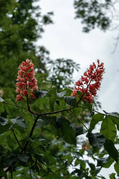 背景に緑の葉を持つ馬栗の花の垂直ショット — ストック写真