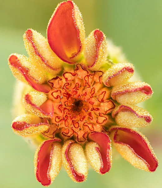 Closeup Zinnia Flower Bud Green Background — Stock Photo, Image