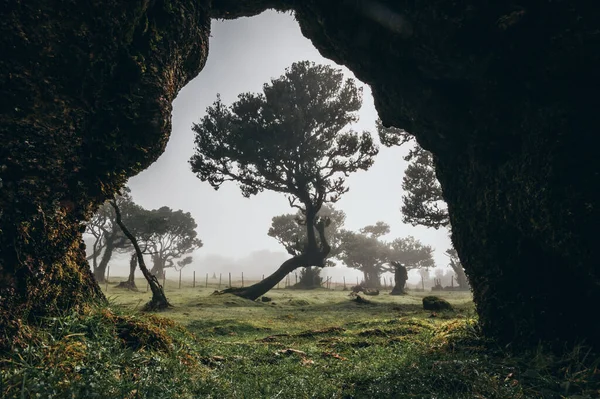 Beautiful View Trees Forest — Stock Photo, Image