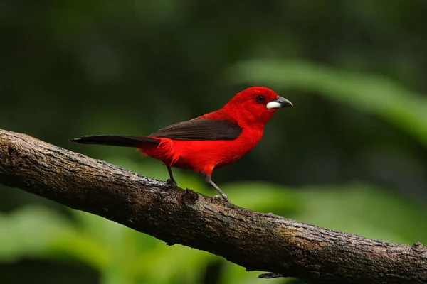 Een Selectieve Focus Shot Van Een Rode Tanager Vogel Neergestreken — Stockfoto