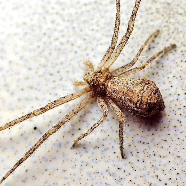 Imagen Cerca Una Araña Aislada Sobre Fondo Blanco — Foto de Stock