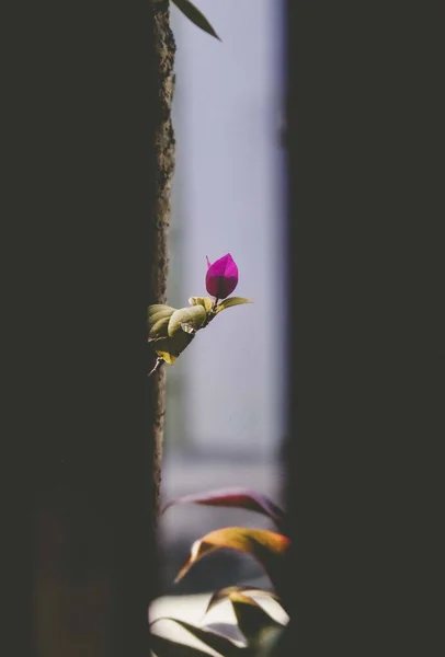 Beautiful Shot Magnolia Liliiflora — Stock Photo, Image