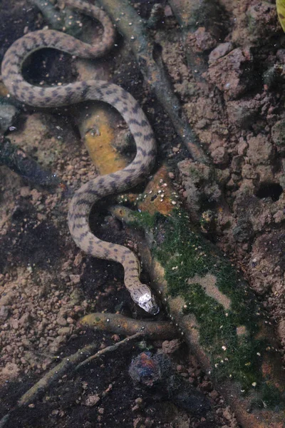 Egy Függőleges Lövés Egy Sakkvipera Kígyóról Vízben — Stock Fotó