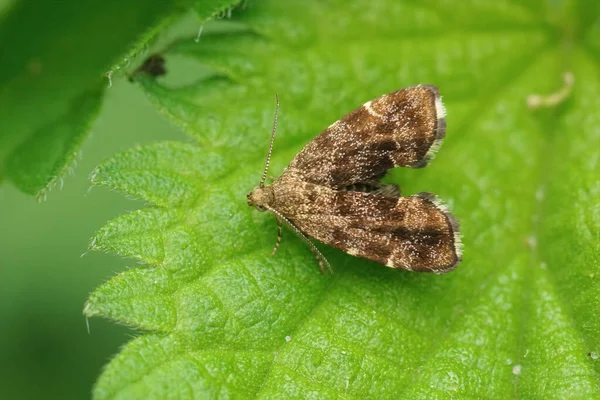 Närbild Liten Vanlig Nässla Kran Mal Anthophila Fabriciana Sitter Sin — Stockfoto