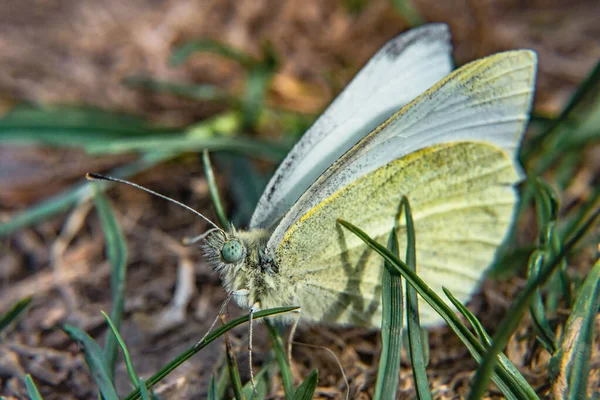 Makro Ujęcie Cytrynowego Motyla Siedzącego Ziemi — Zdjęcie stockowe