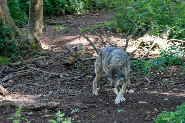 Evropský Šedý Vlk Kráčející Lesem Stínu — Stock fotografie
