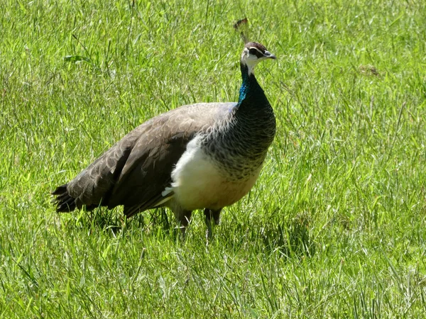 晴れた日には緑の草原の雌孔雀 — ストック写真
