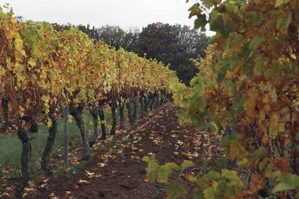 Vacker Utsikt Över Vingårdar Groot Constantia Wine Farm Kapstaden Tidig — Stockfoto