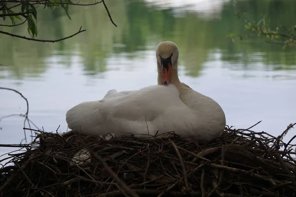 Ein Flauschiger Schwan Liegt Auf Seinem Nest Der Nähe Eines — Stockfoto