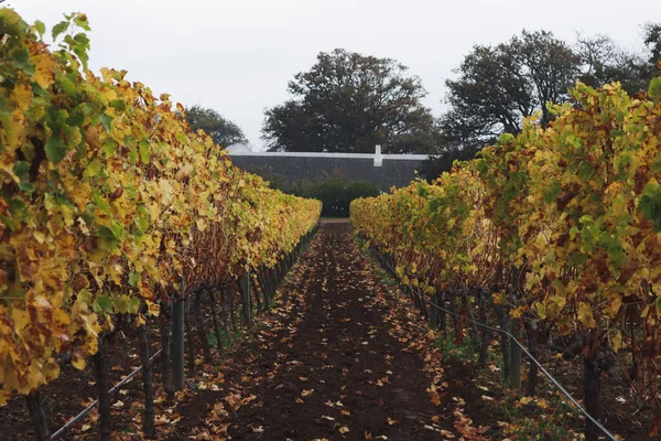 Vacker Utsikt Över Vingårdar Groot Constantia Wine Farm Kapstaden Tidig — Stockfoto