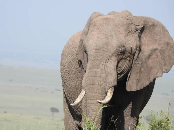 Zbliżenie Afrykańskiego Słonia Parku Narodowym Maasai Mara Kenia — Zdjęcie stockowe