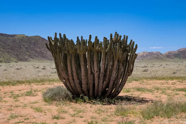 Namibia Euphorbia Virosa Big Cactus Desert — Stock Photo, Image