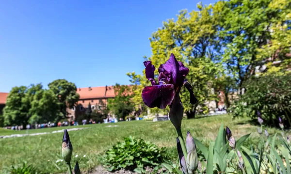 Una Vista Panorámica Flores Iris Púrpura Jardín Tiempo Soleado —  Fotos de Stock