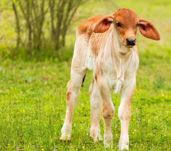 Closeup Shot Little Cow Field Sunny Day — Stock Photo, Image