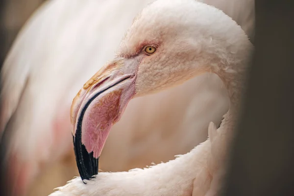 Foto Van Een Amerikaanse Flamingo Flamingo Phoenicopterus Ruber Een Vogel — Stockfoto