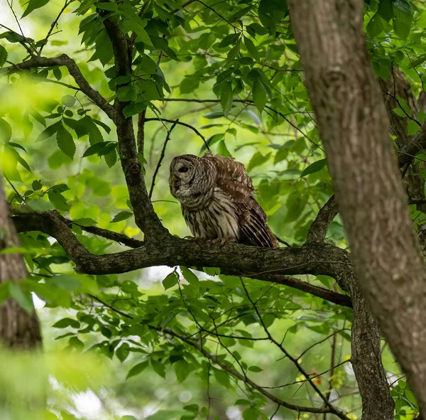 森林里栖息在树枝上的猫头鹰的美丽景象 — 图库照片