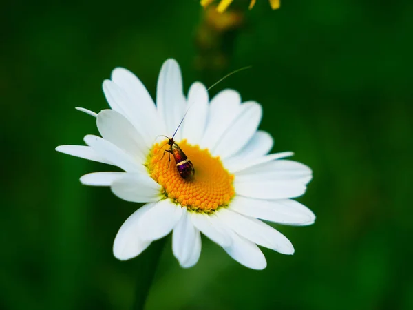 デイジーの中の昆虫のクローズアップの美しい写真 — ストック写真