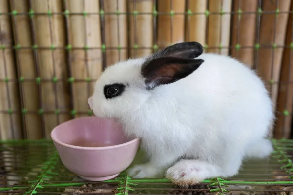 Primer Plano Lindo Conejo Blanco Bebiendo Agua — Foto de Stock