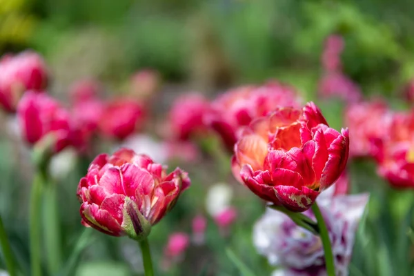 Une Mise Point Sélective Tulipes Roses Sur Terrain — Photo