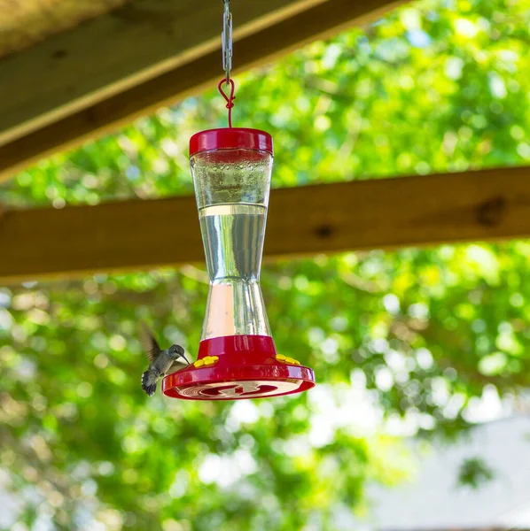 Nahaufnahme Eines Kolibri Futters Auf Dem Verschwommenen Hintergrund — Stockfoto