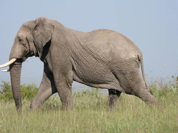 Zbliżenie Słoni Polu Parku Narodowego Maasai Mara Kenia Afryka Wschodnia — Zdjęcie stockowe